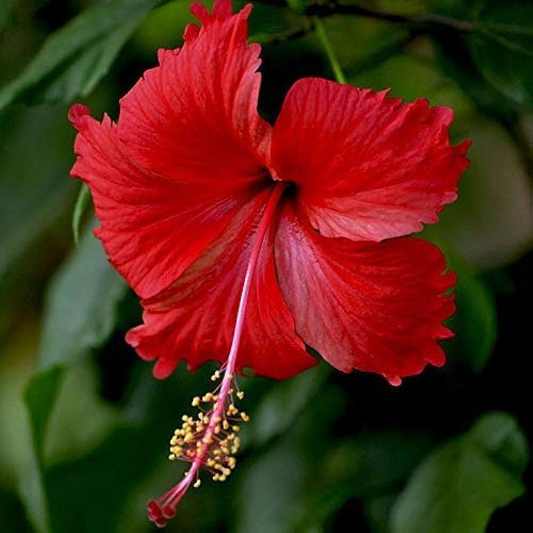 Hibiskus Schneiden Tipps Wie Wann Und Wieviel