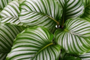 Calathea Pflanzen und Pflegen