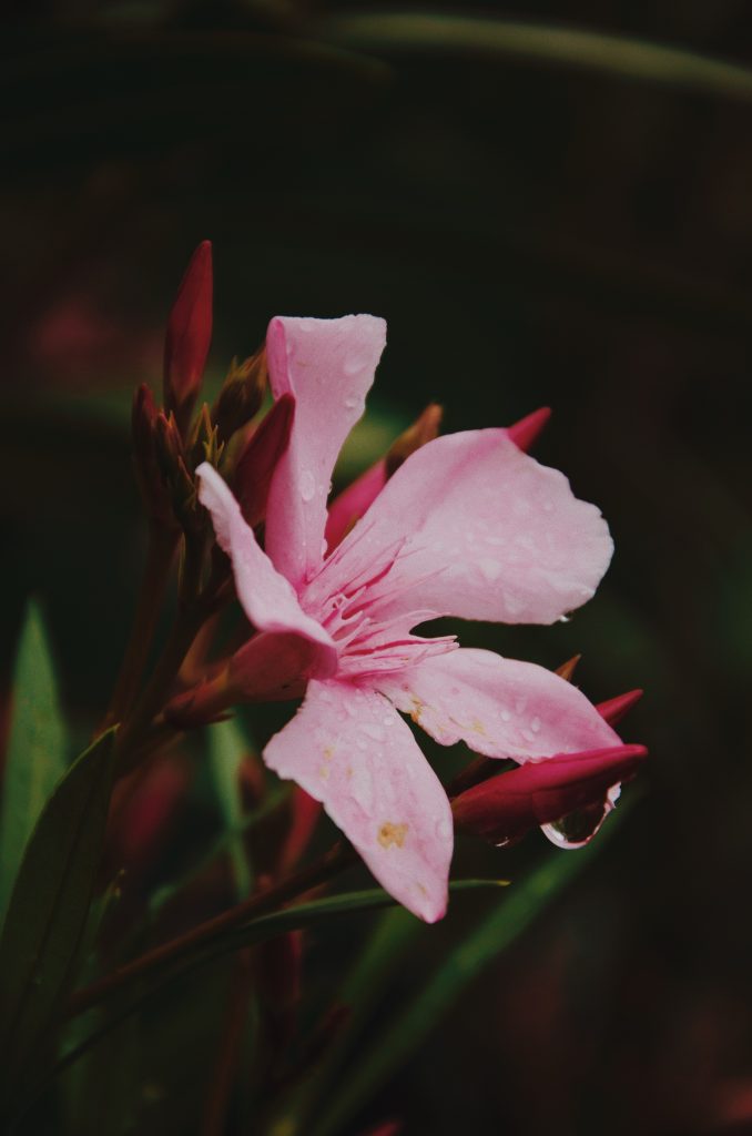 oleander schneiden