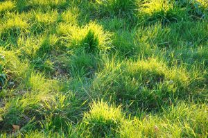 Unkraut im Garten