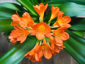 clivia pflanzen