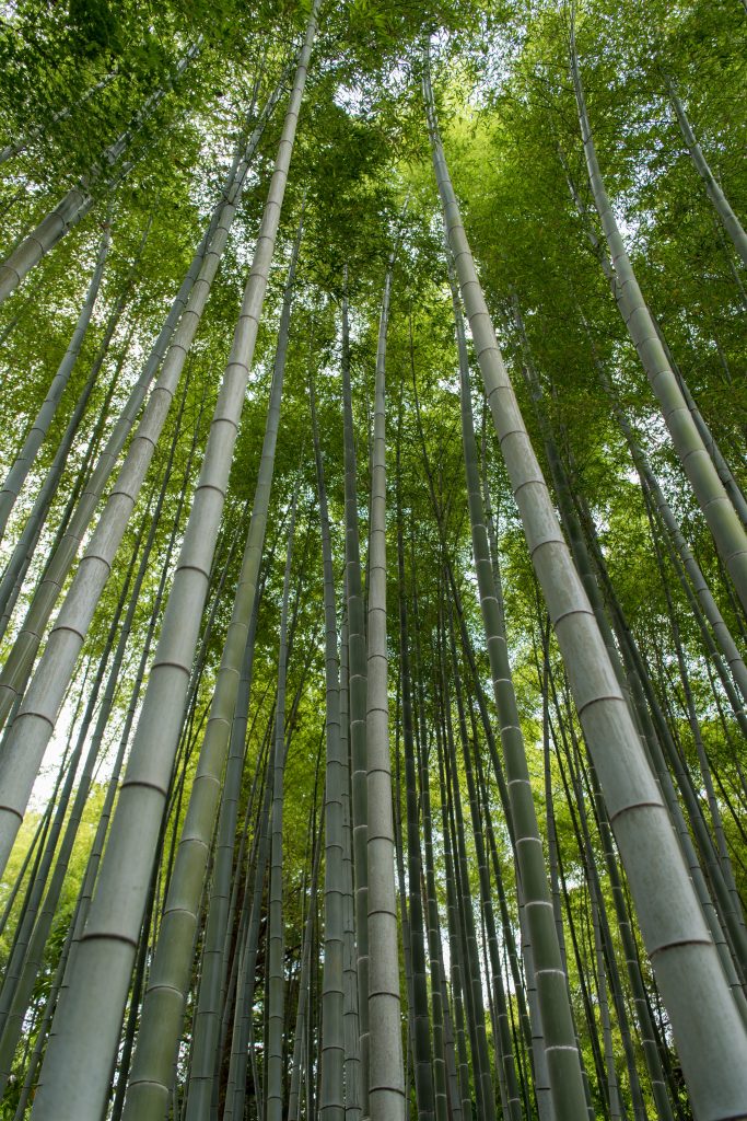 Bambus: Beschleunigung des Baumwachstums