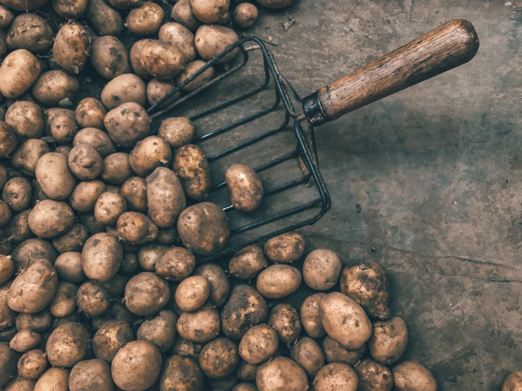 Kartoffeln Pflanzen im Topf
