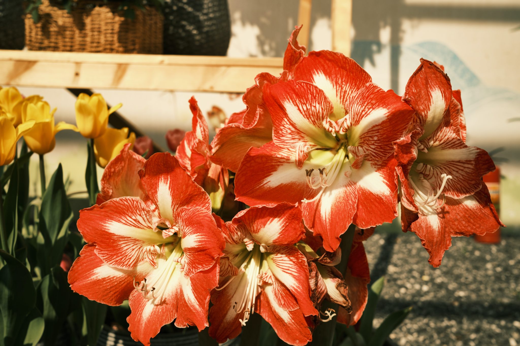 amaryllis überwintern