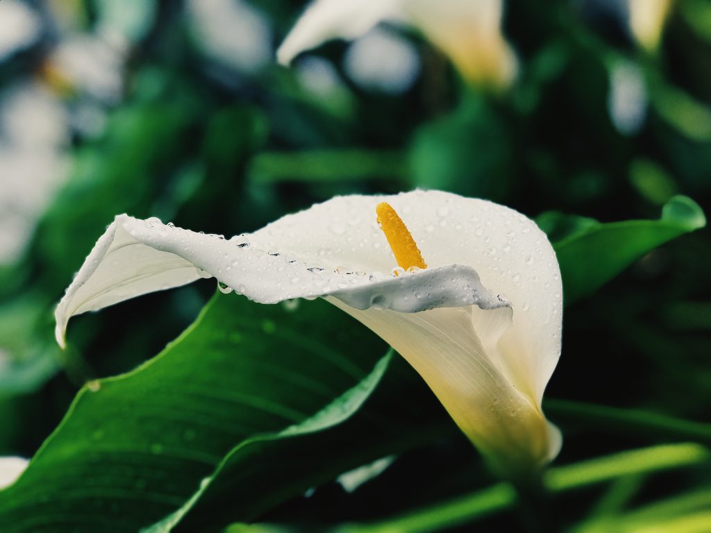 Calla überwintern