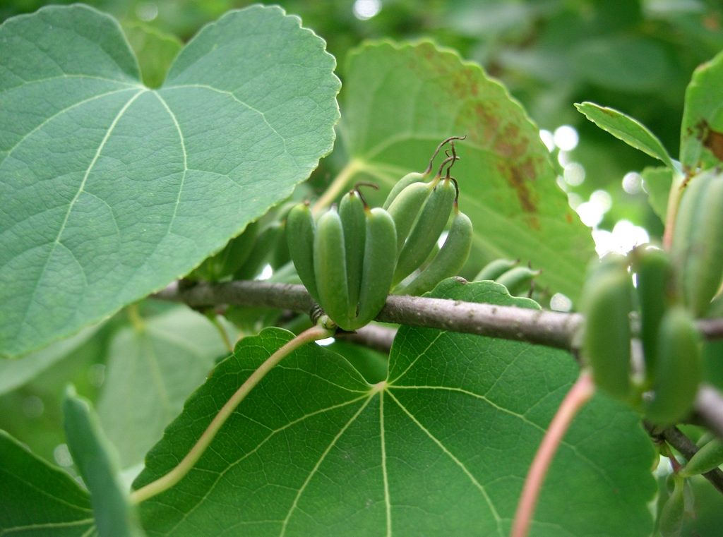 Lebkuchenbaum - Cercidiphyllum Japonicum