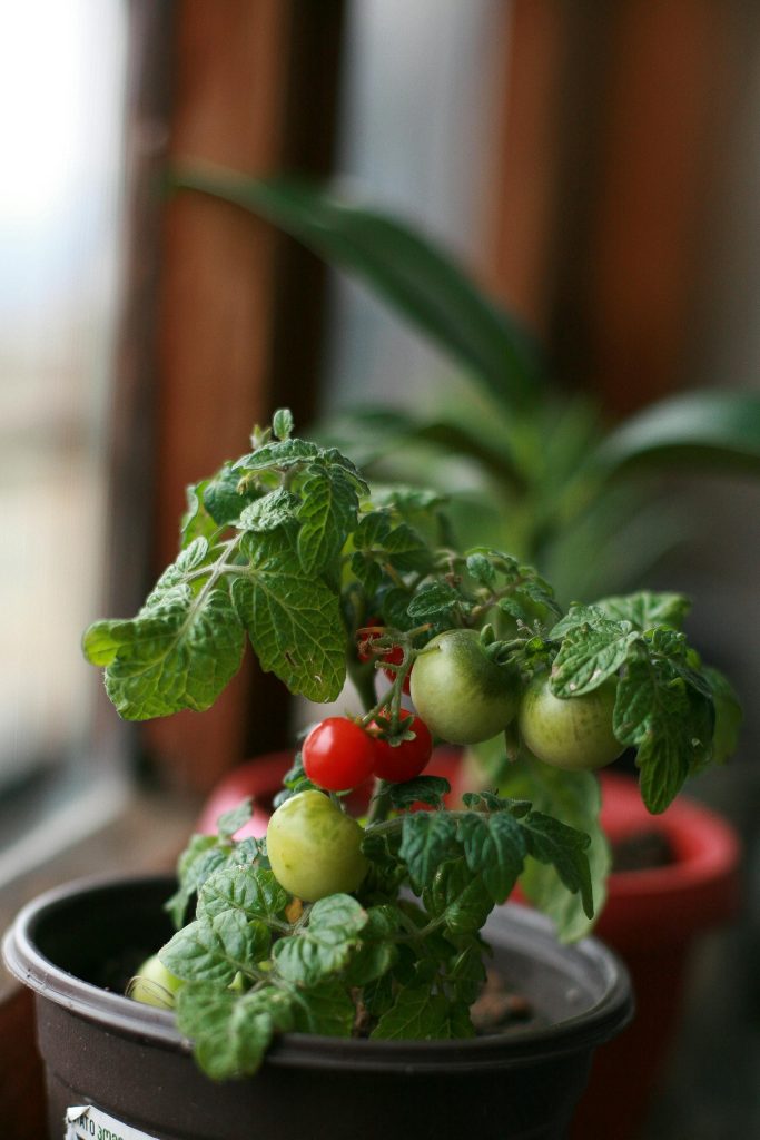 Tomaten im Topf Pflege