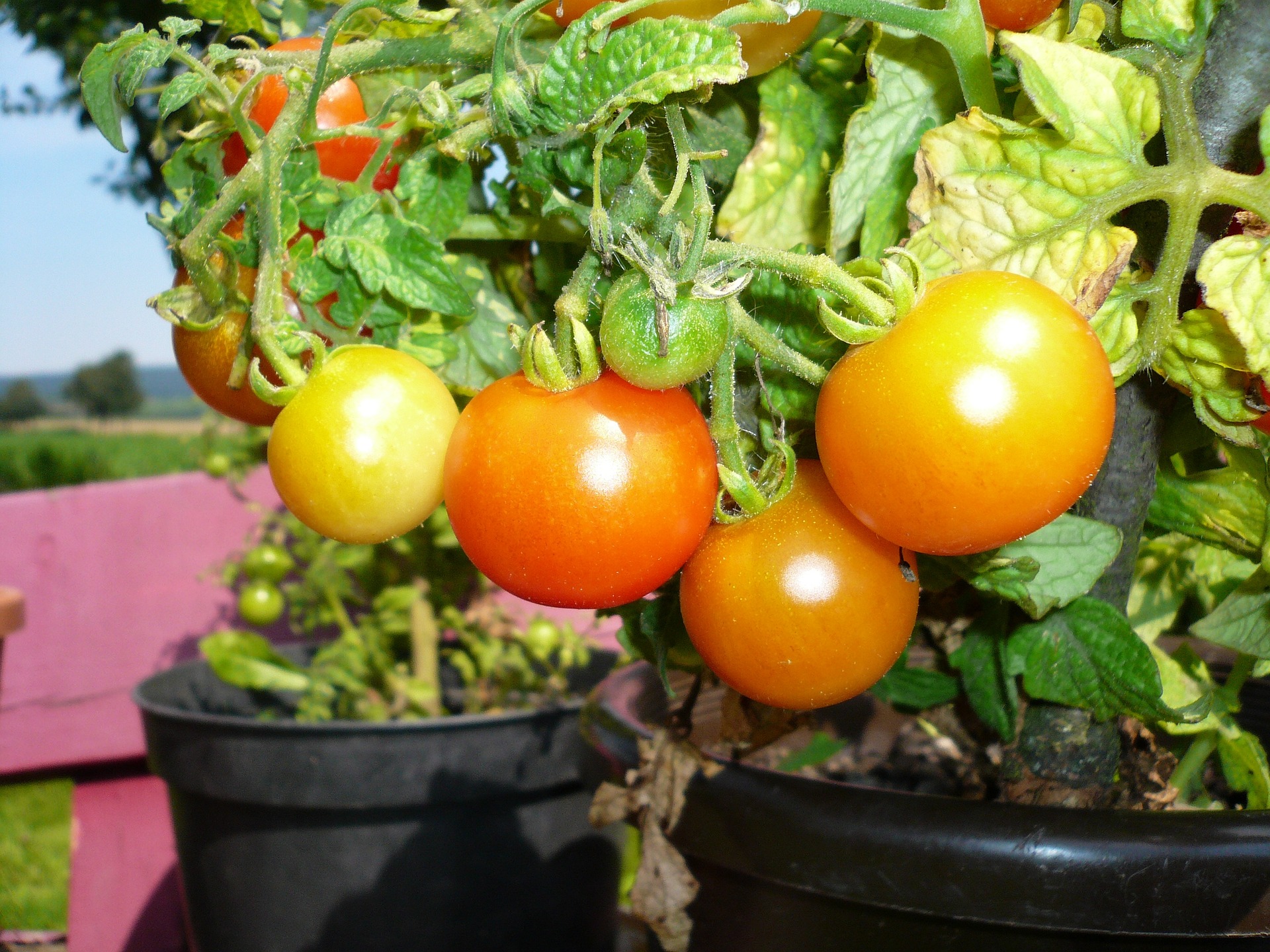 Tomaten im Topf
