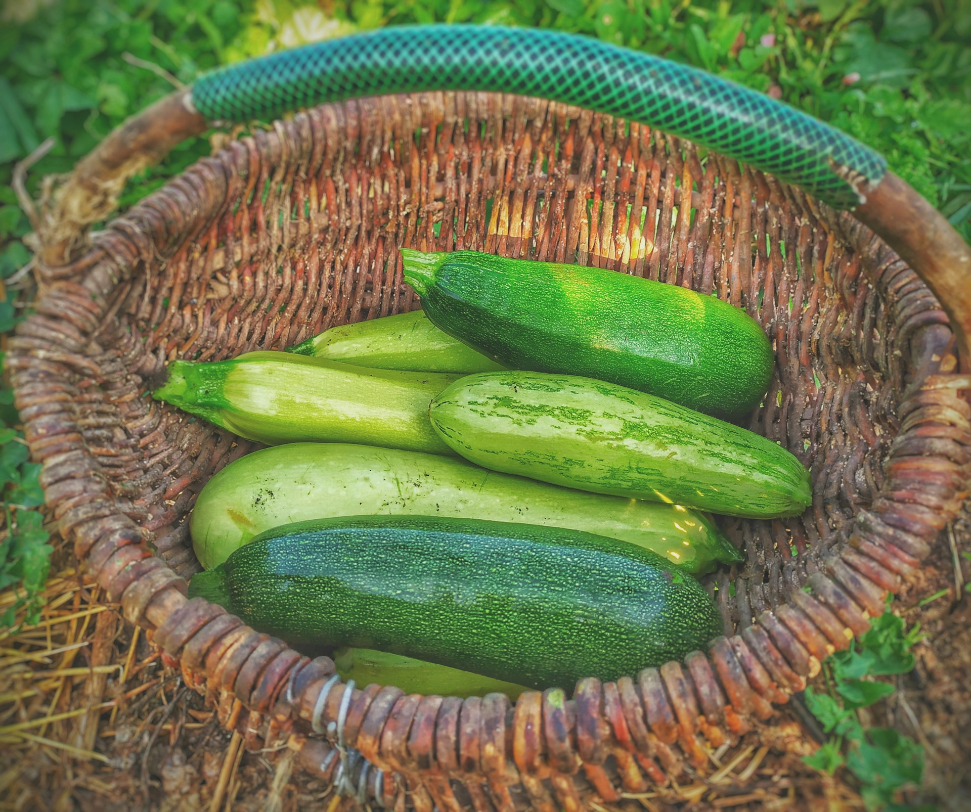 Zucchini Anbauen